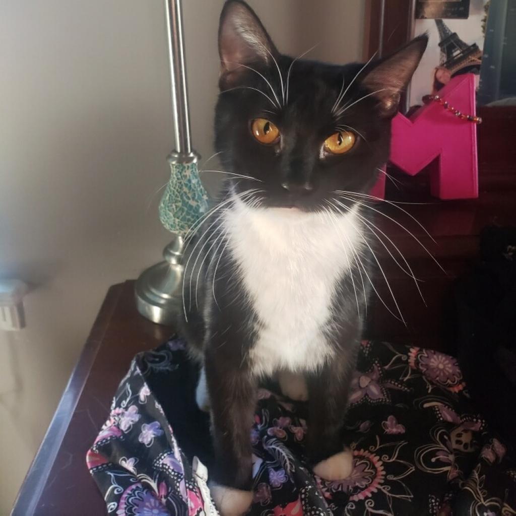 Sally, a Adoptable Domestic Short Hair in St. Peters, MO image 2/4