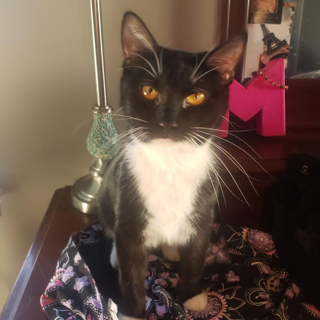 Sally, a Adoptable Domestic Short Hair in St. Peters, MO image 3/4