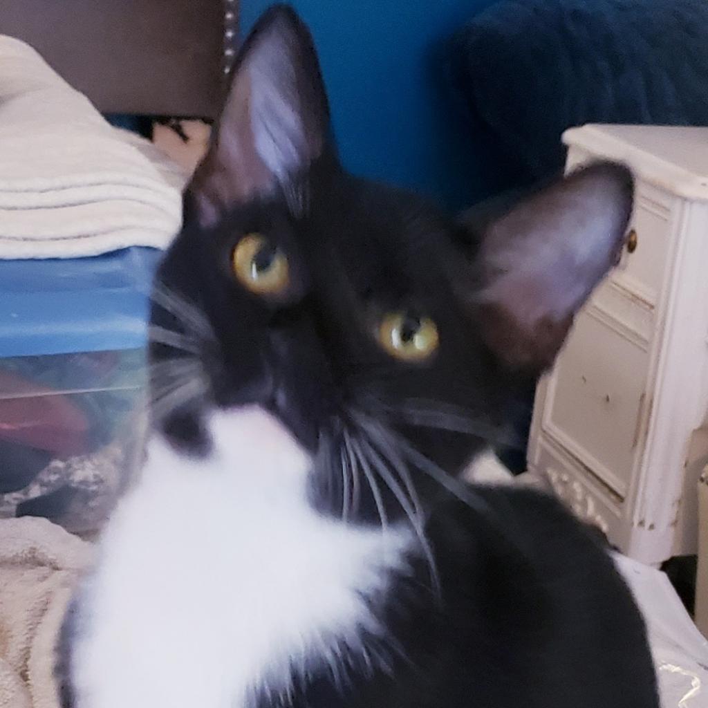 Sally, a Adoptable Domestic Short Hair in St. Peters, MO image 4/4