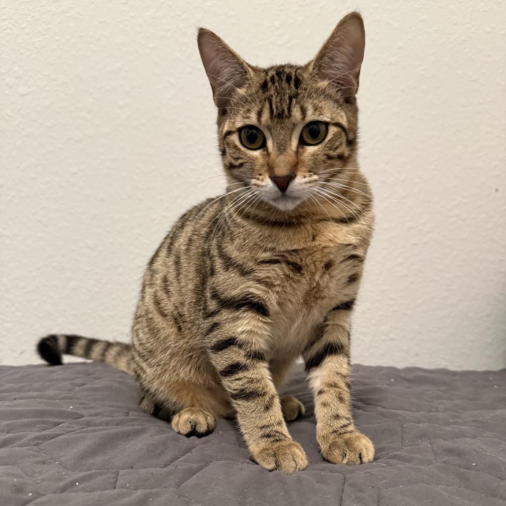 Enlarge Qwirkle, a Adoptable Domestic Short Hair in Ponte Vedra Beach, FL image 1/2