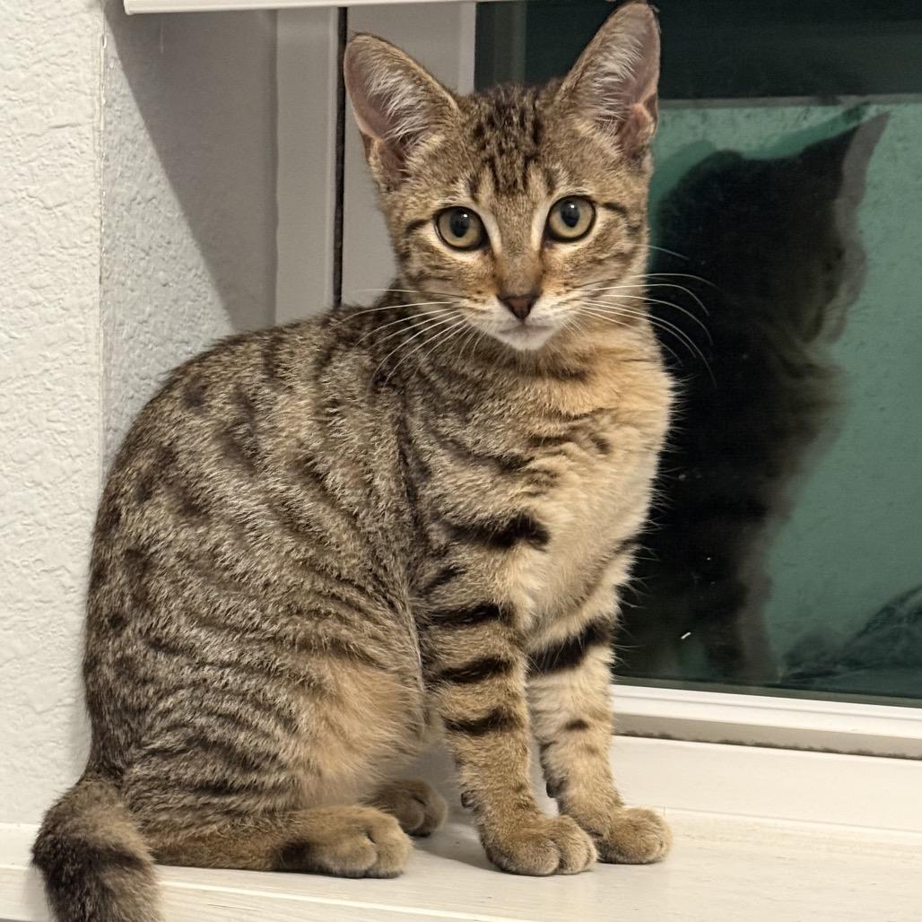 Enlarge Qwirkle, a Adoptable Domestic Short Hair in Ponte Vedra Beach, FL image 1/1