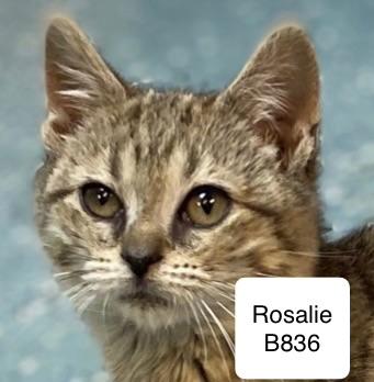 Rosalie, ADOPTABLE, Kitten Female Domestic Short Hair.