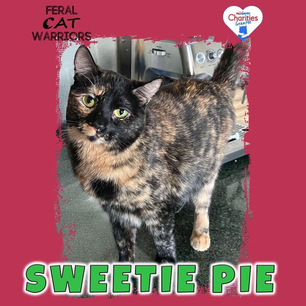 Enlarge Sweetie Pie, a Adoptable Domestic Short Hair in Kingman, AZ image 1/1