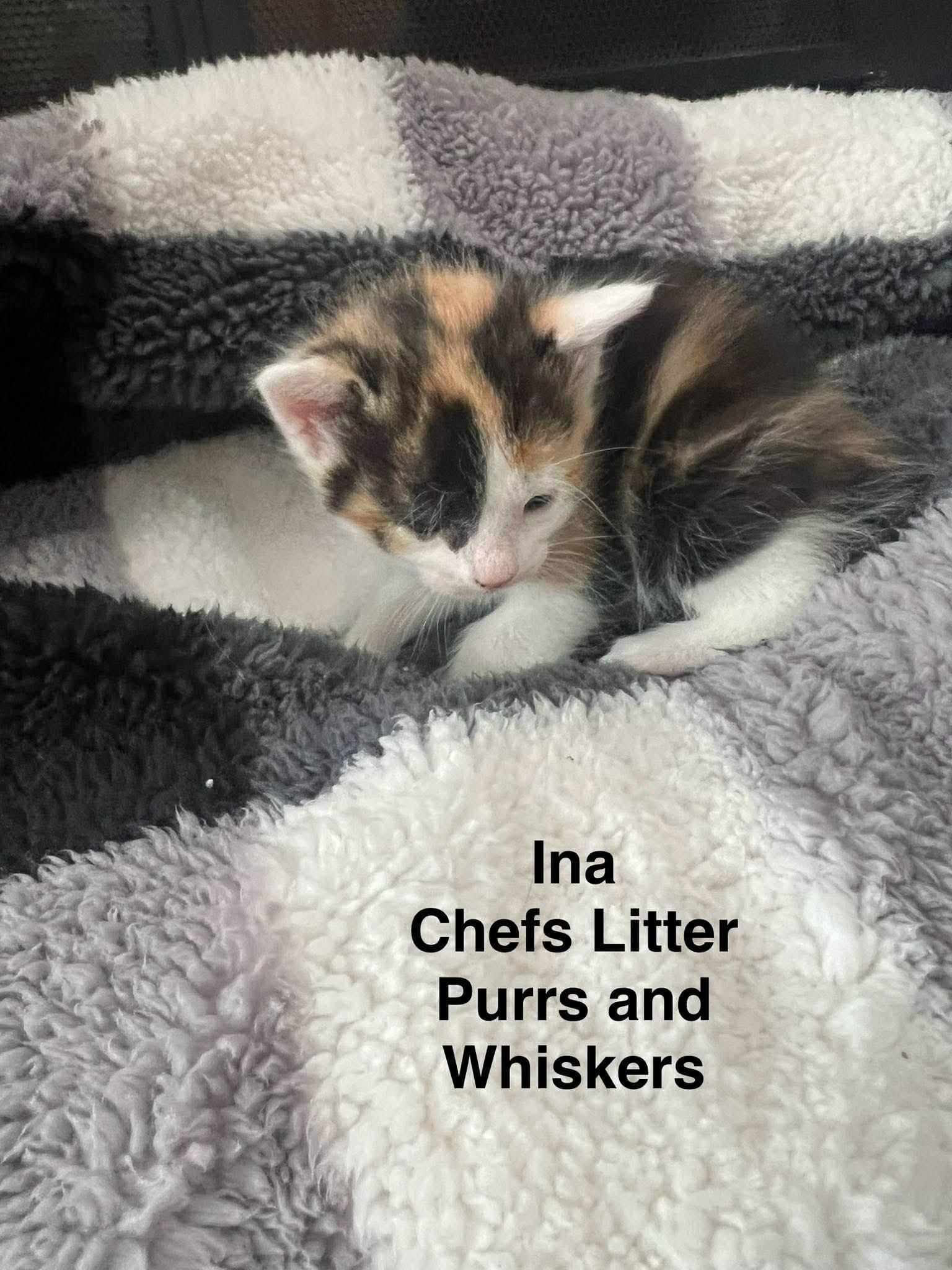 Enlarge Ina Garten, a ADOPTABLE Domestic Short Hair in New Hartford, NY image 1/1