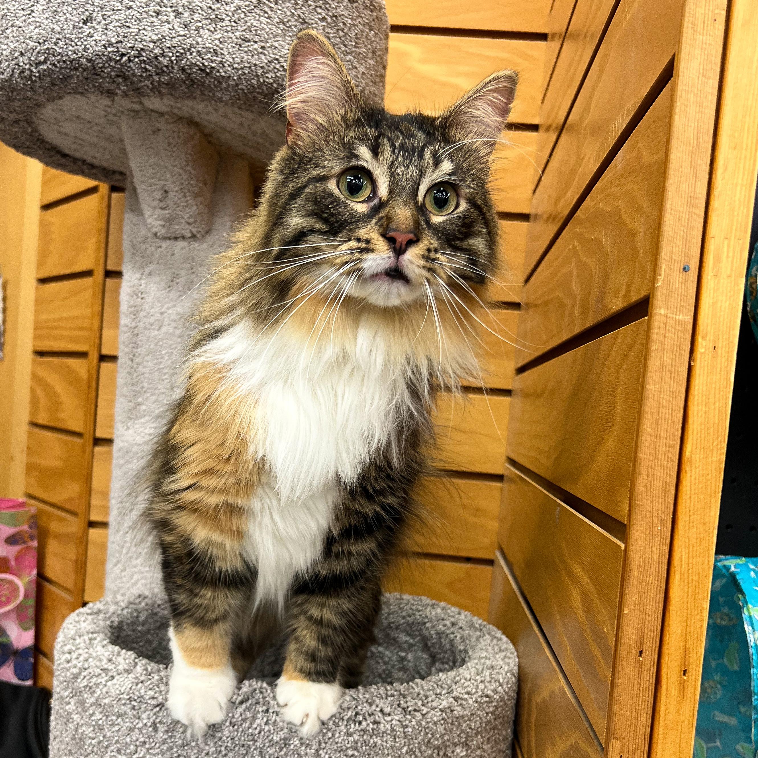 Rain, an adoptable Domestic Medium Hair in Cambridge, WI, 53523 | Photo Image 1