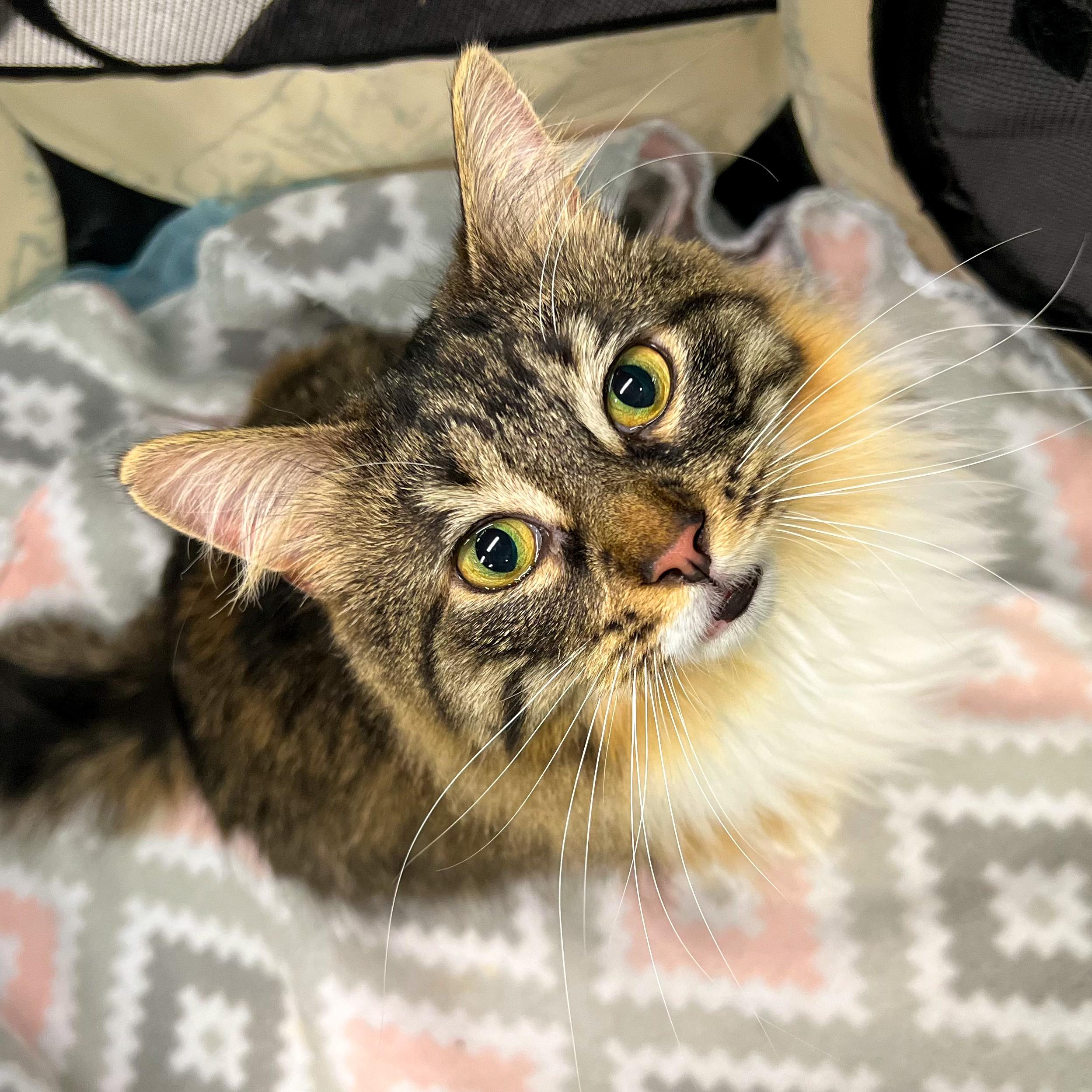 Rain, an adoptable Domestic Medium Hair in Cambridge, WI, 53523 | Photo Image 4