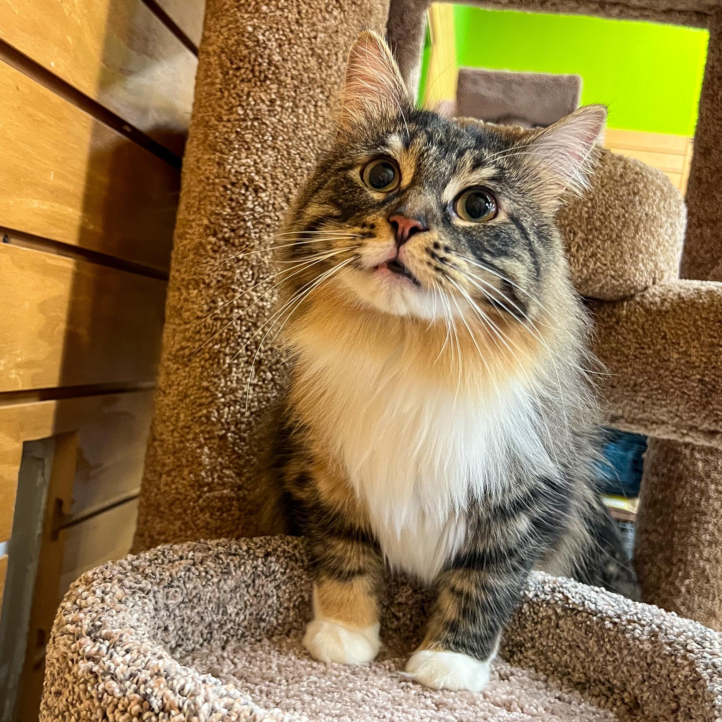 Rain, an adoptable Domestic Medium Hair in Cambridge, WI, 53523 | Photo Image 3