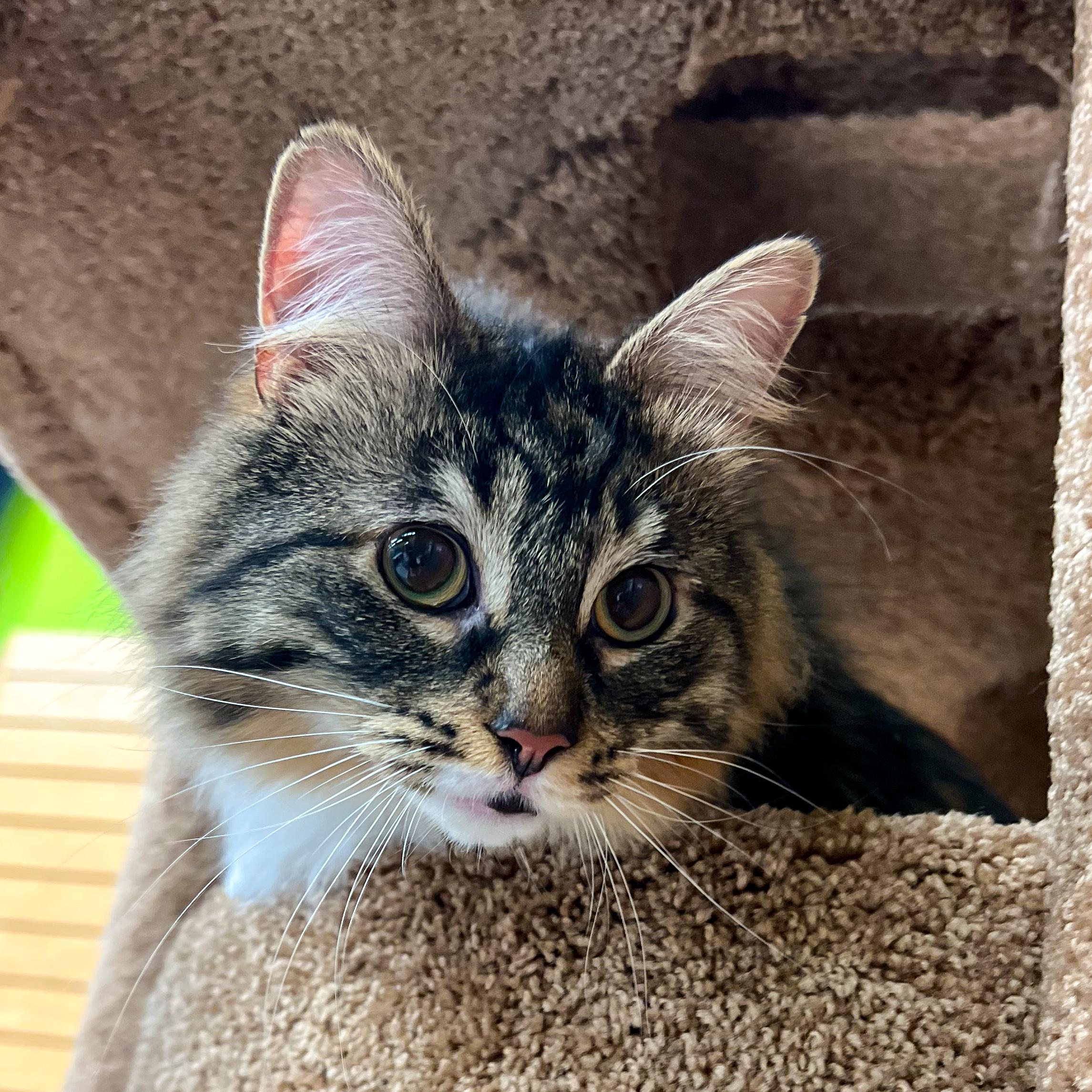 Rain, an adoptable Domestic Medium Hair in Cambridge, WI, 53523 | Photo Image 6