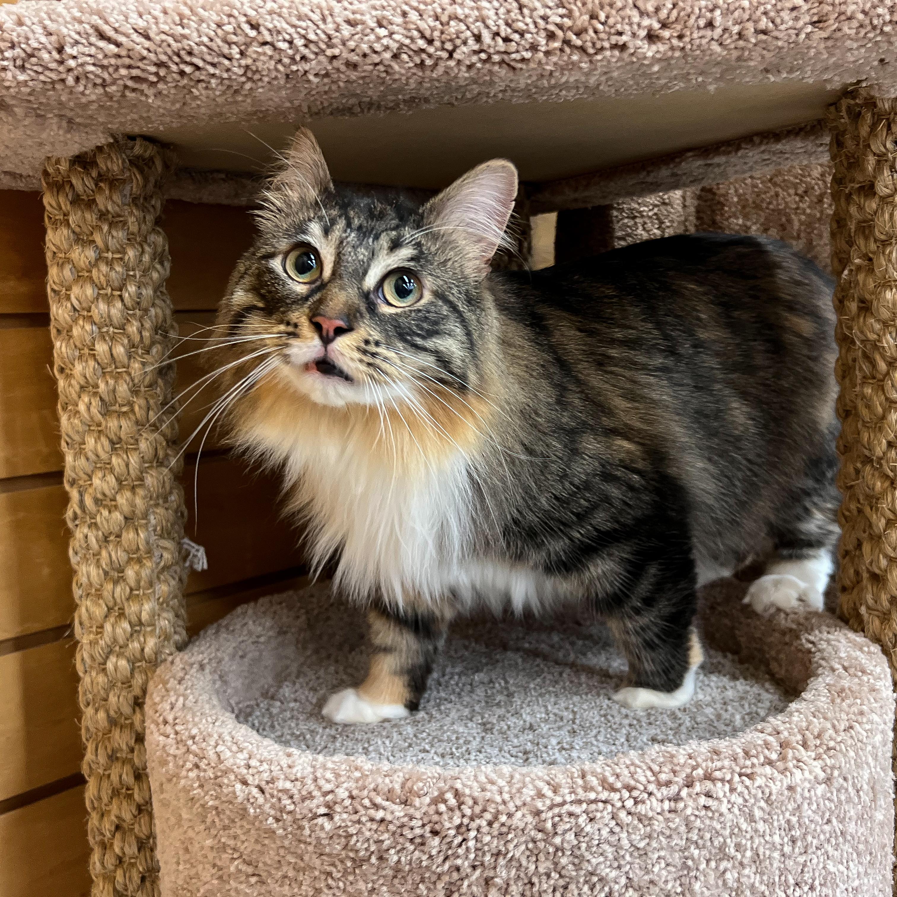 Rain, an adoptable Domestic Medium Hair in Cambridge, WI, 53523 | Photo Image 2