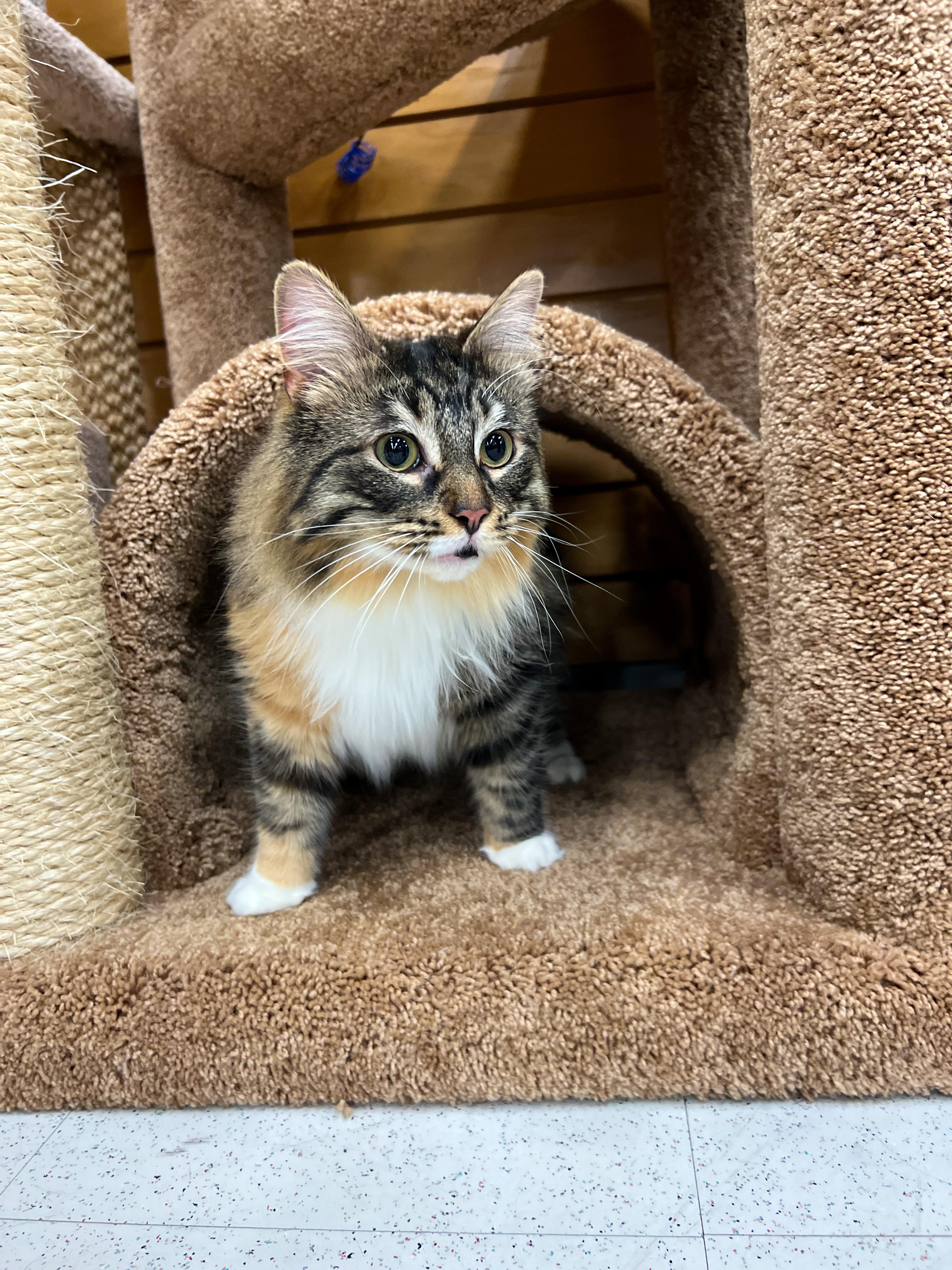 Rain, an adoptable Domestic Medium Hair in Cambridge, WI, 53523 | Photo Image 5