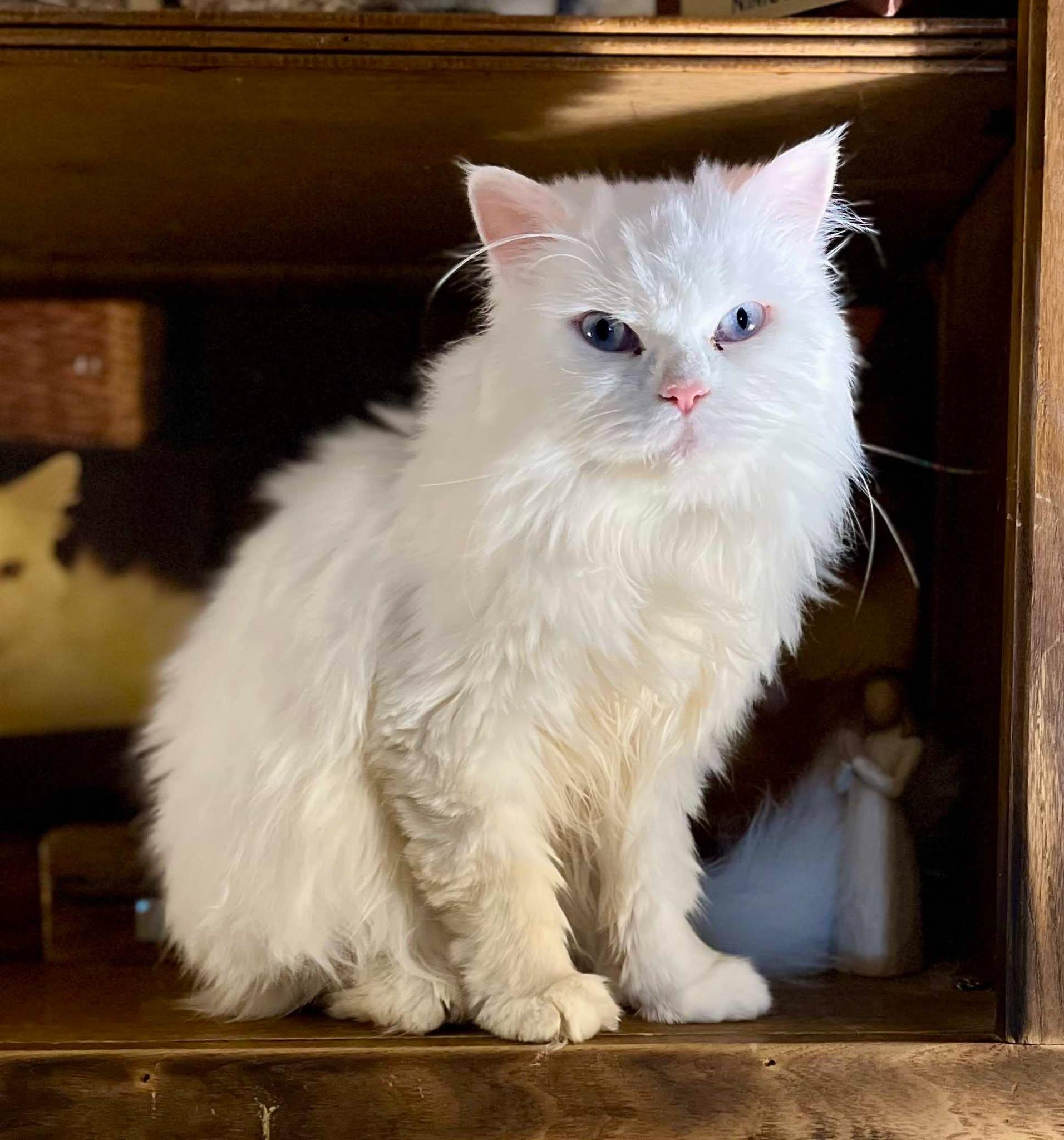 Enlarge Snow, an adopted Persian in Ennis, TX image 2/3