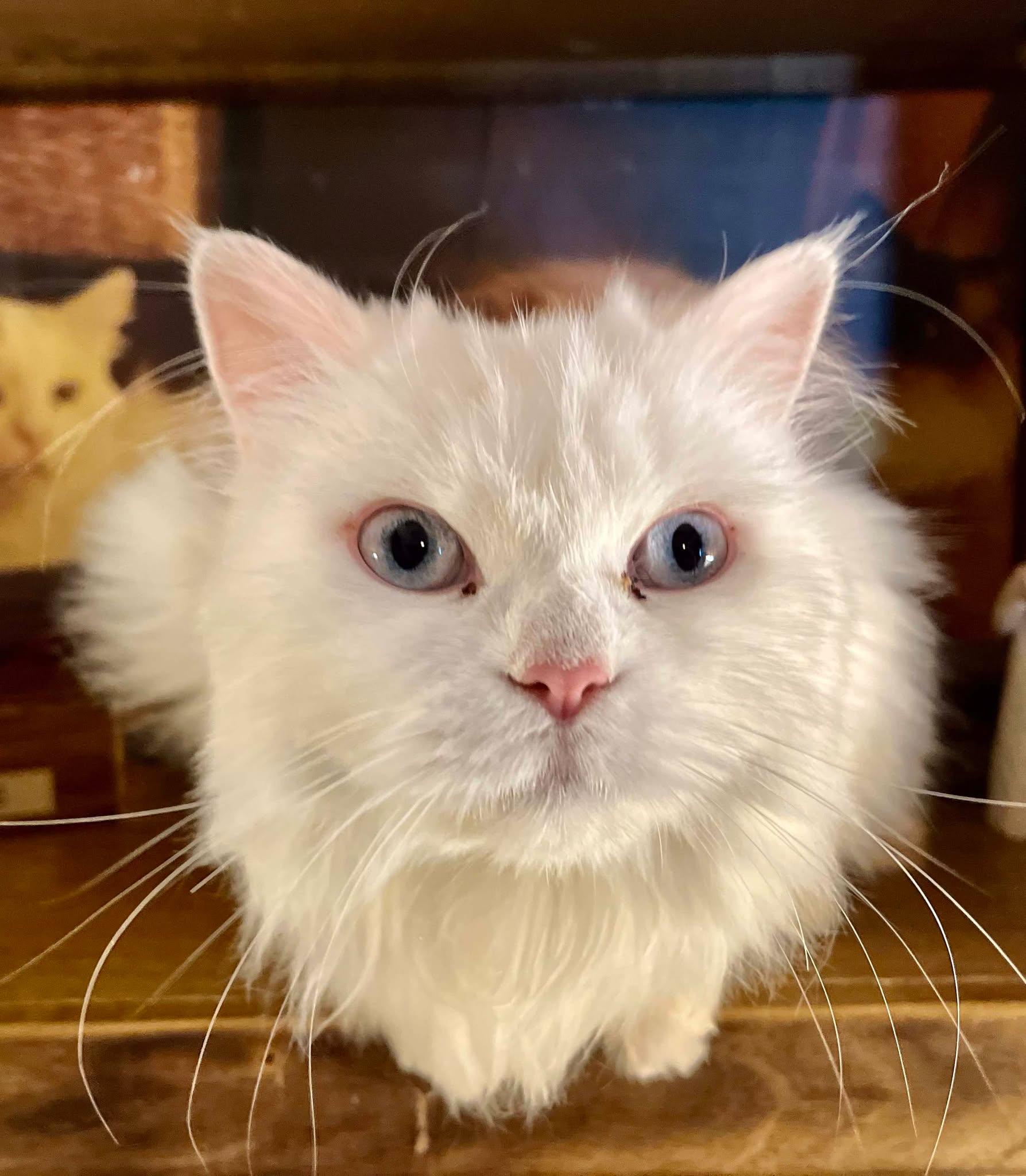 Snow, adopted, Adult Female Persian.