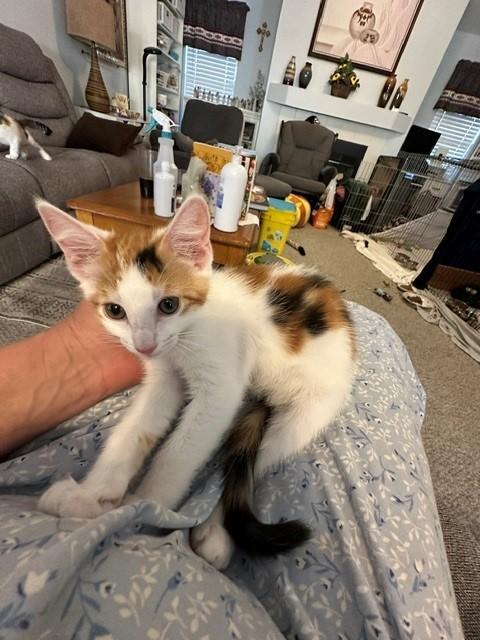 Enlarge Lexus, a ADOPTABLE Domestic Short Hair in Mesa, AZ image 2/5