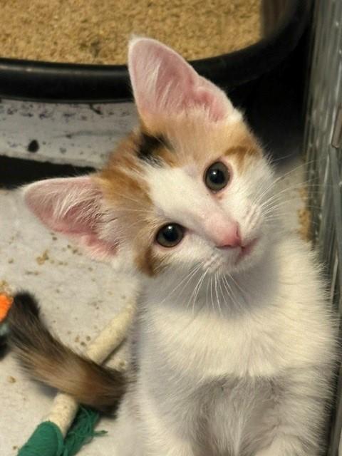 Lexus, ADOPTABLE, Kitten Female Domestic Short Hair.