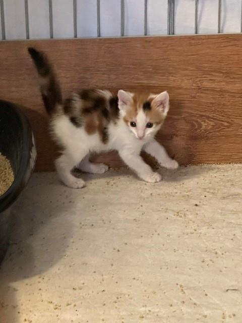 Enlarge Lexus, a ADOPTABLE Domestic Short Hair in Mesa, AZ image 5/5