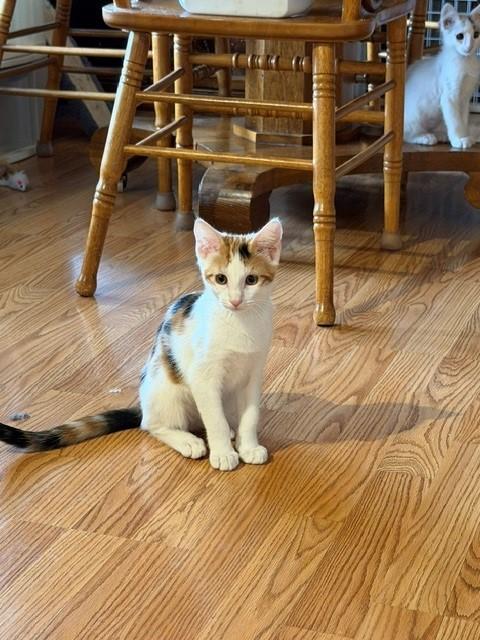 Lexus, an adopted Domestic Short Hair in Mesa, AZ image 3/6
