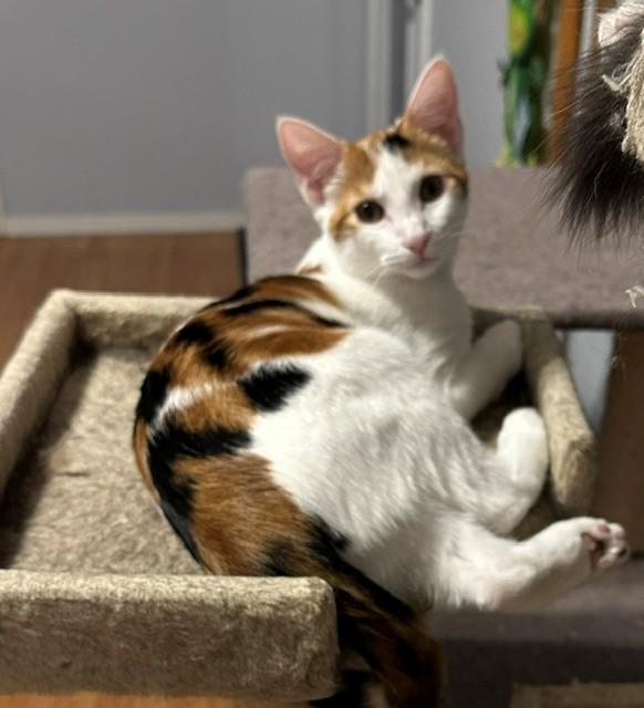 Lexus, an adopted Domestic Short Hair in Mesa, AZ image 5/6