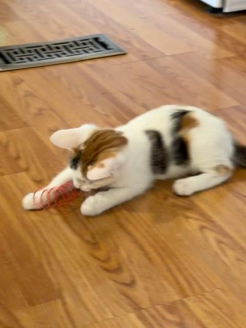Enlarge Lexus, a ADOPTABLE Domestic Short Hair in Mesa, AZ image 6/6