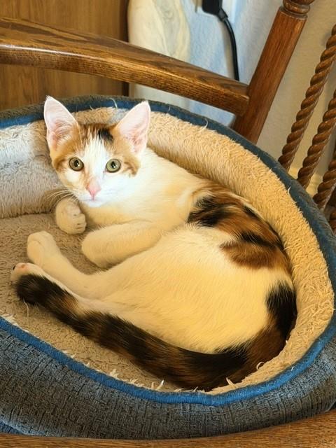 Lexus, an adopted Domestic Short Hair in Mesa, AZ image 2/6