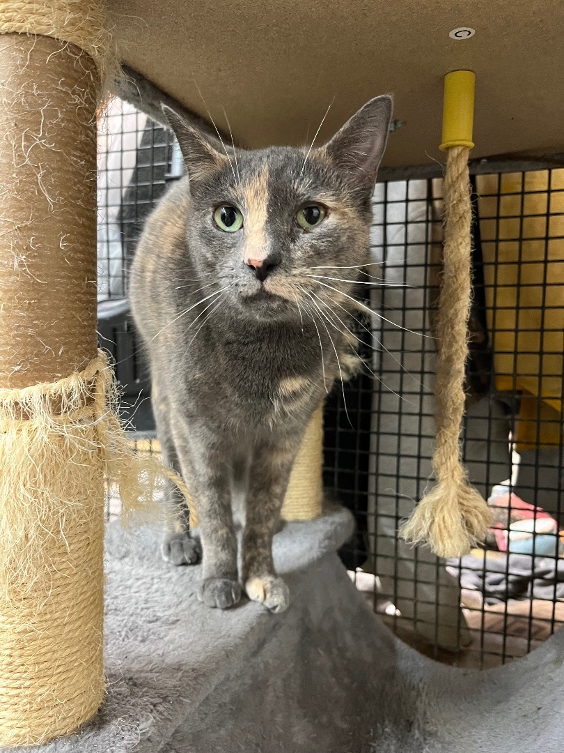 Mia, a Adoptable Domestic Short Hair in Jackson, MO image 1/2