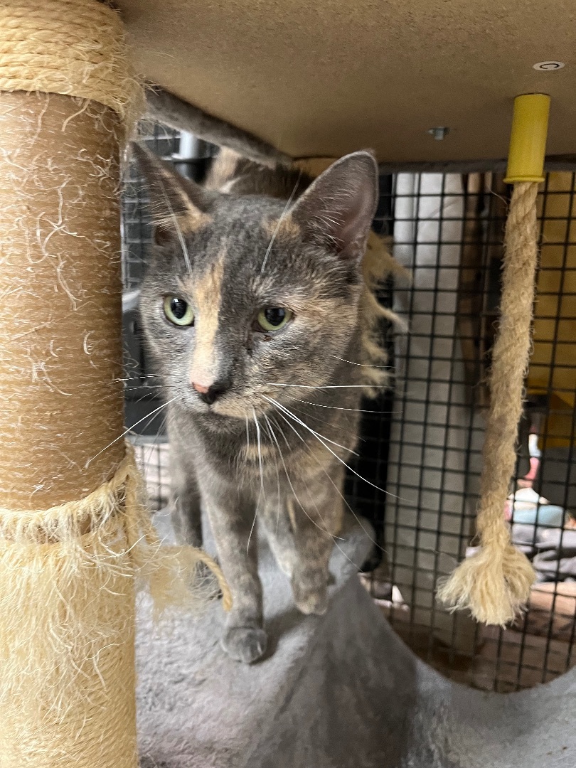 Mia, a Adoptable Domestic Short Hair in Jackson, MO image 2/2