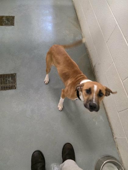 Iris, Adoptable, Adult Female Hound & Mixed Breed.