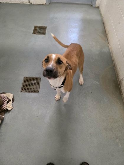 Iris, Adoptable, Adult Female Hound & Mixed Breed.