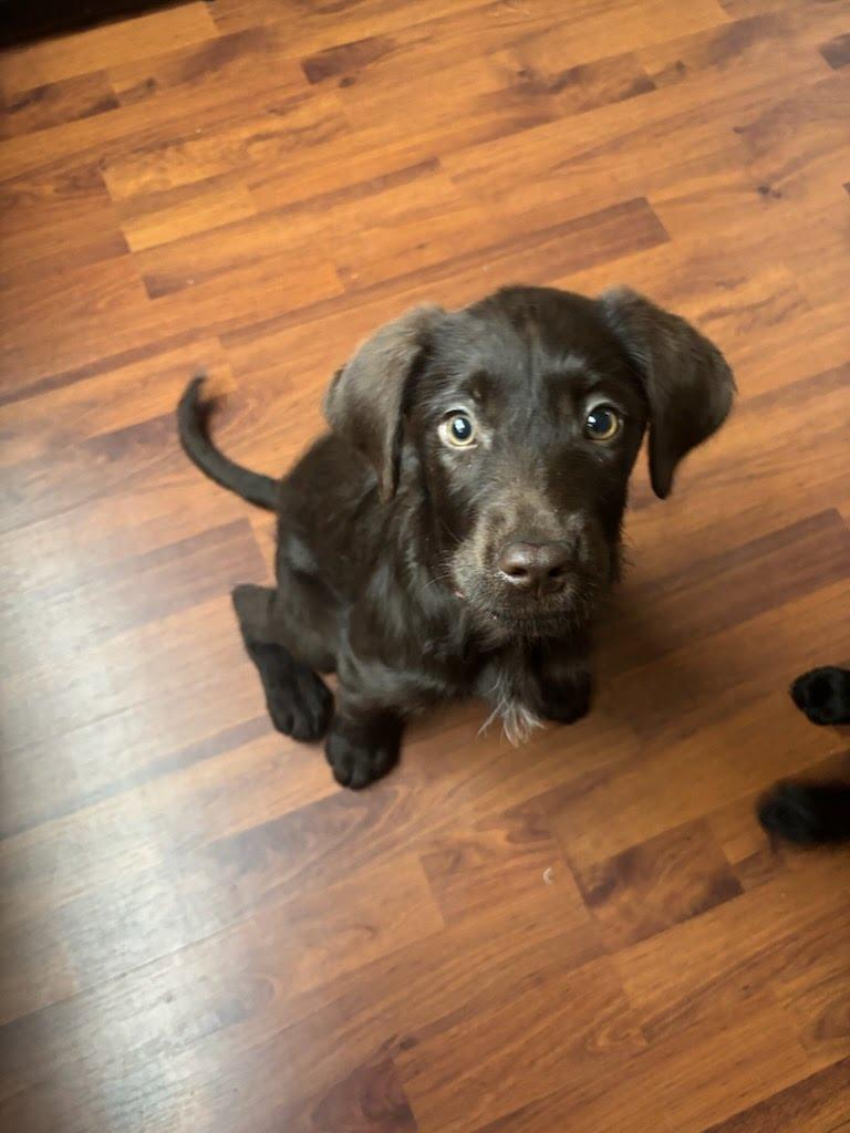 Enlarge Bridget, a Adopted mixed breed in Knoxville, TN image 4/6