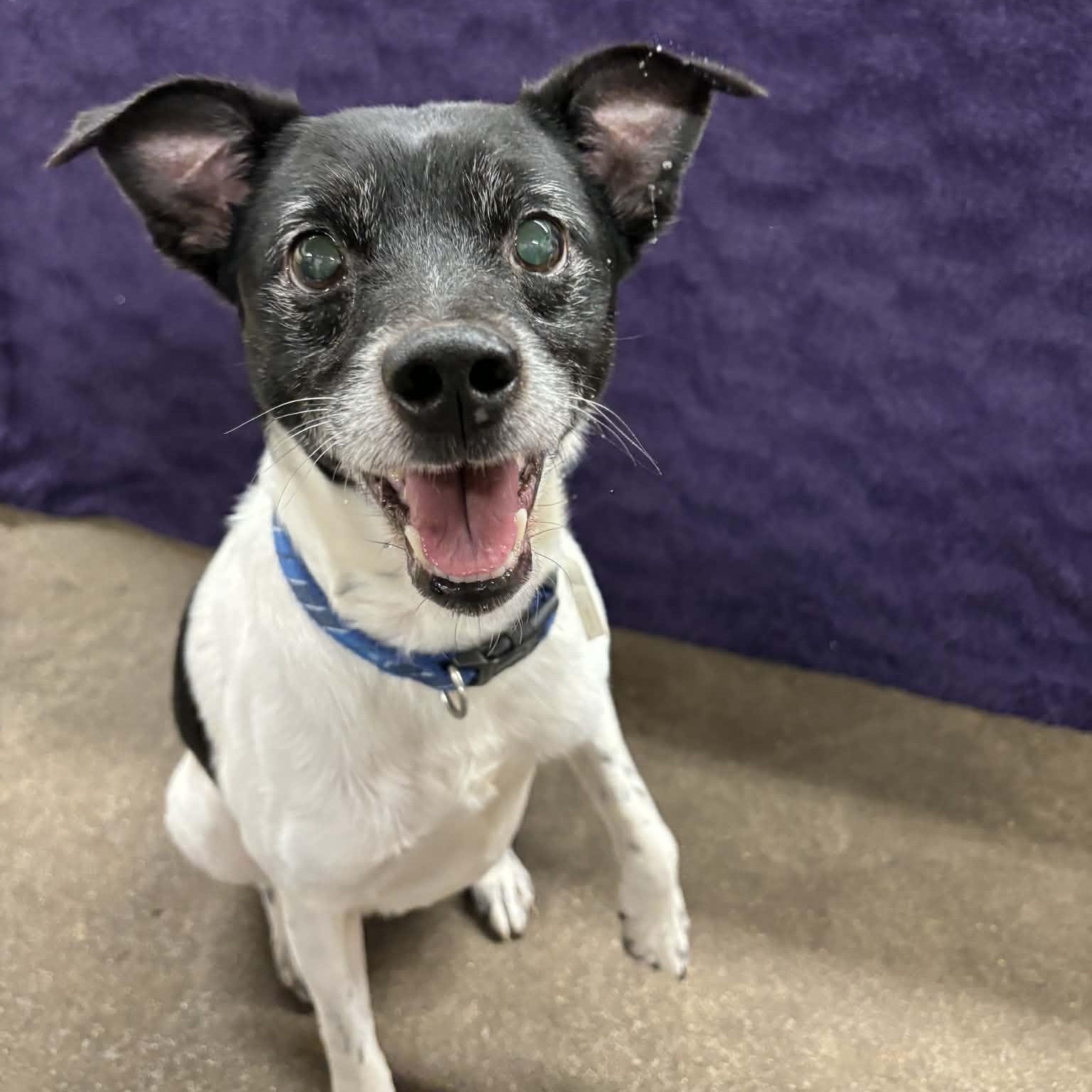 Enlarge Tigger and Patches, a ADOPTABLE mixed breed in Quincy, IL image 2/4