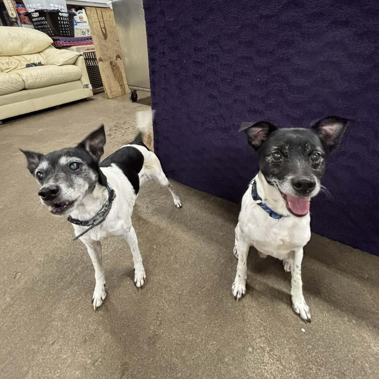 Tigger and Patches, ADOPTABLE, Senior Male Rat Terrier.