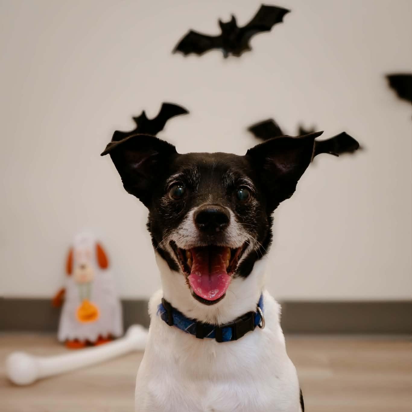 Tigger and Patches, Adoptable, Senior Male Rat Terrier.