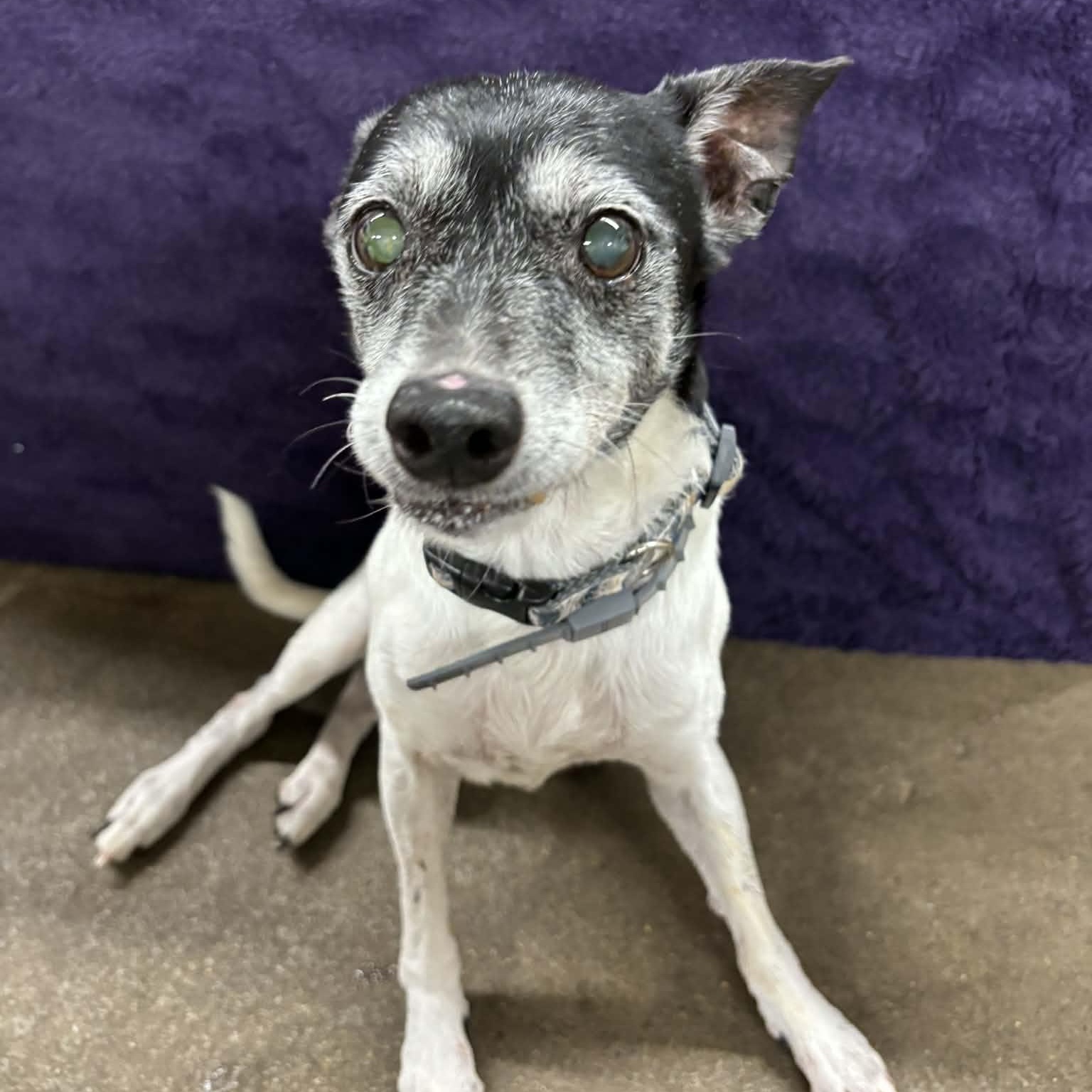 Enlarge Tigger and Patches, a ADOPTABLE mixed breed in Quincy, IL image 3/4