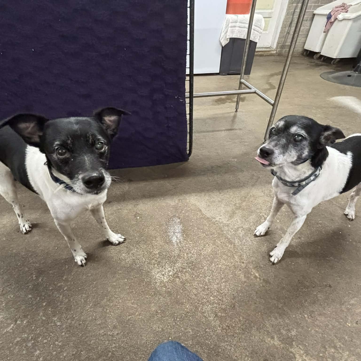 Enlarge Tigger and Patches, a ADOPTABLE mixed breed in Quincy, IL image 4/4