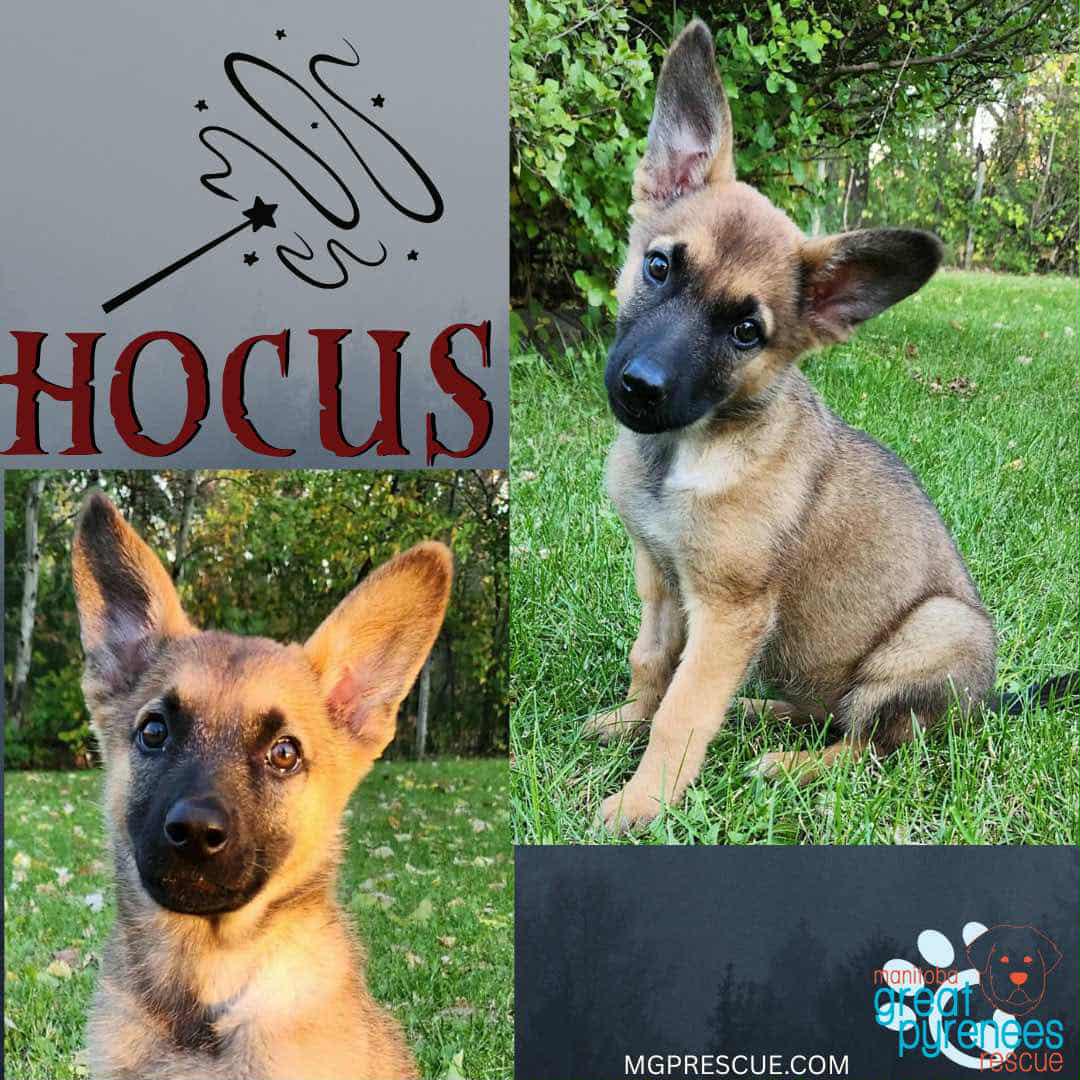 Hocus, an adoptable Shepherd in New Bothwell, MB, R0A 1C0 | Photo Image 1