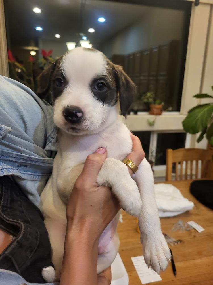 Oreo, Adoptable, Puppy Male Pit Bull Terrier & Terrier.