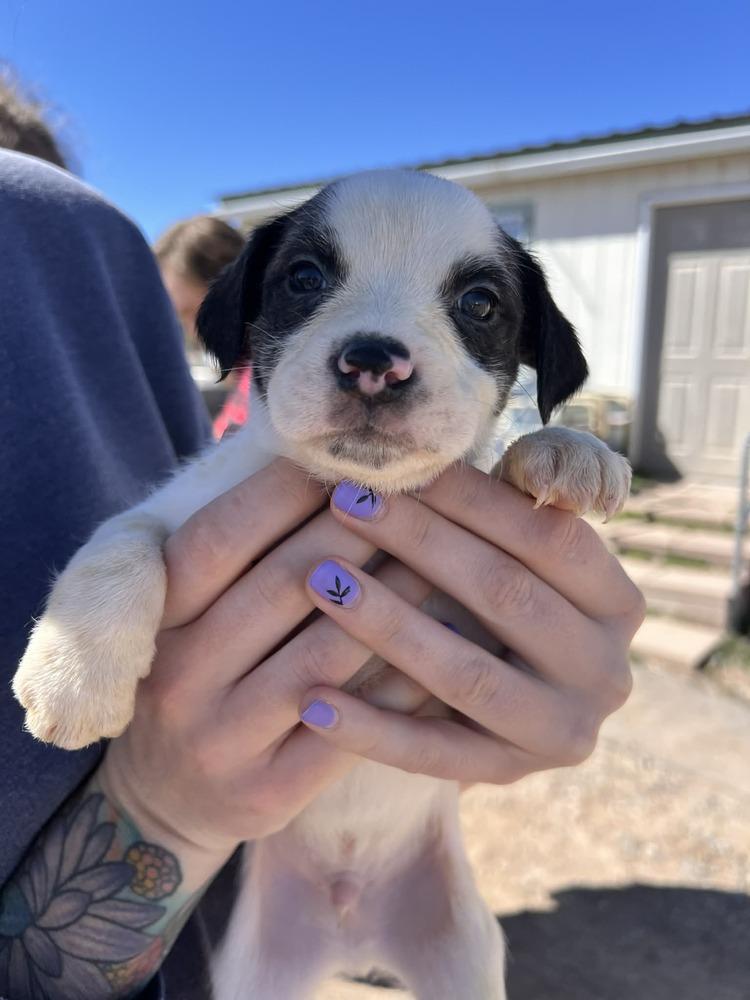 Enlarge Oreo, a Adoptable mixed breed in Cortez, CO image 2/2