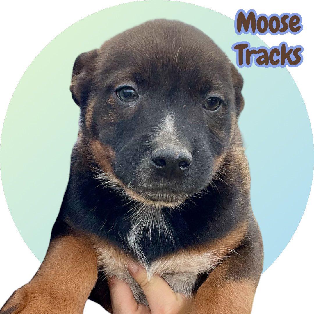 Moose Tracks thumbnail 2