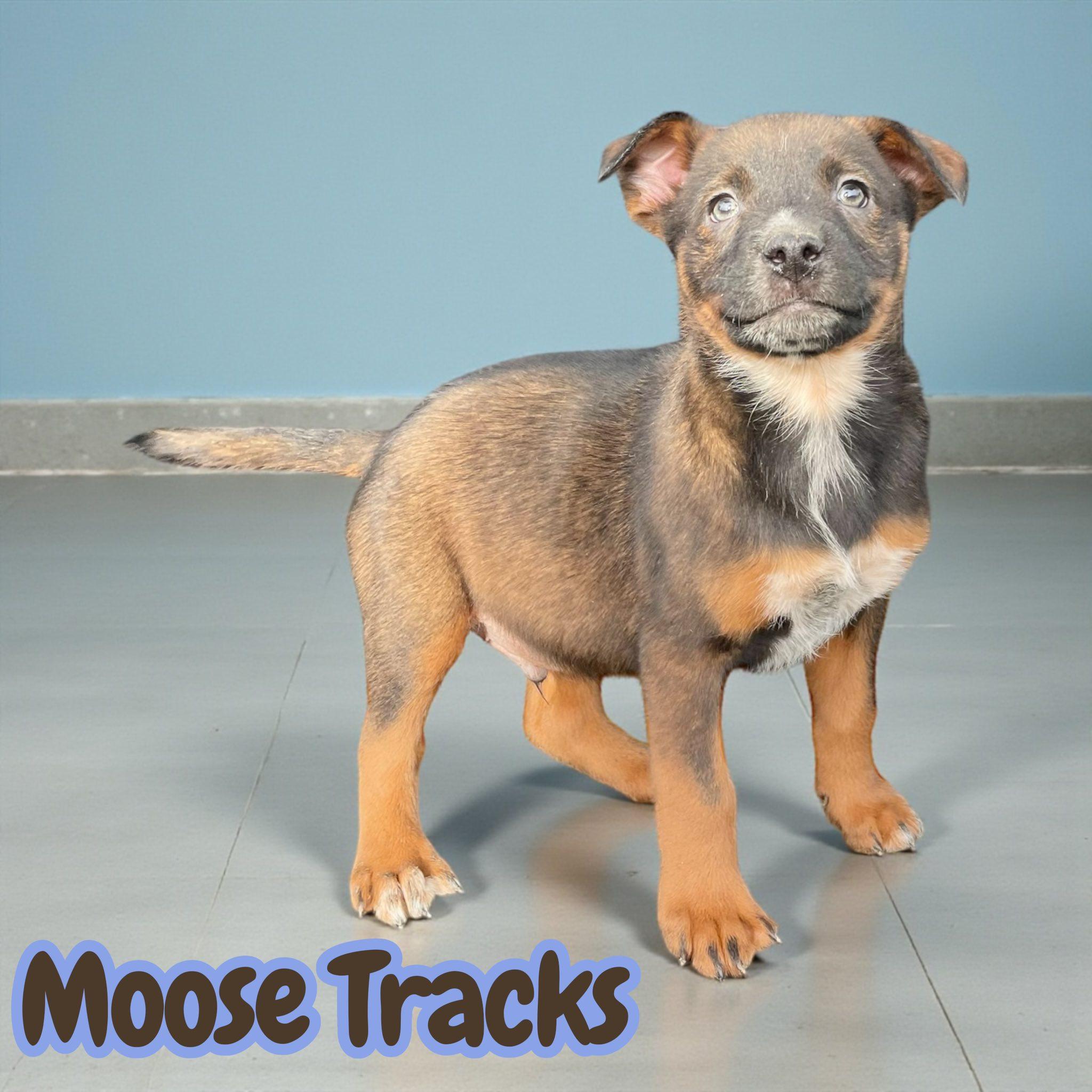 Moose Tracks thumbnail 3