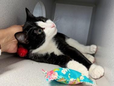 Enlarge Paris, a Adoptable Domestic Short Hair in New York, NY image 3/5