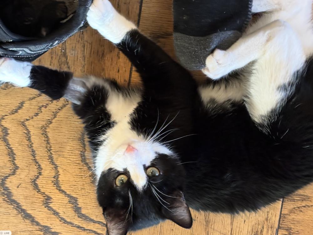 Enlarge Paris, a Adoptable Domestic Short Hair in New York, NY image 4/5