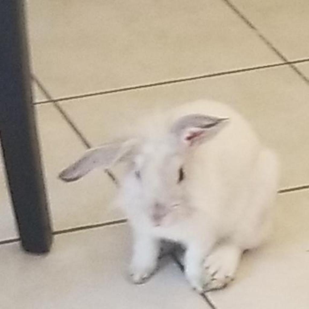 Popeye, Adoptable, Adult Male Lionhead.
