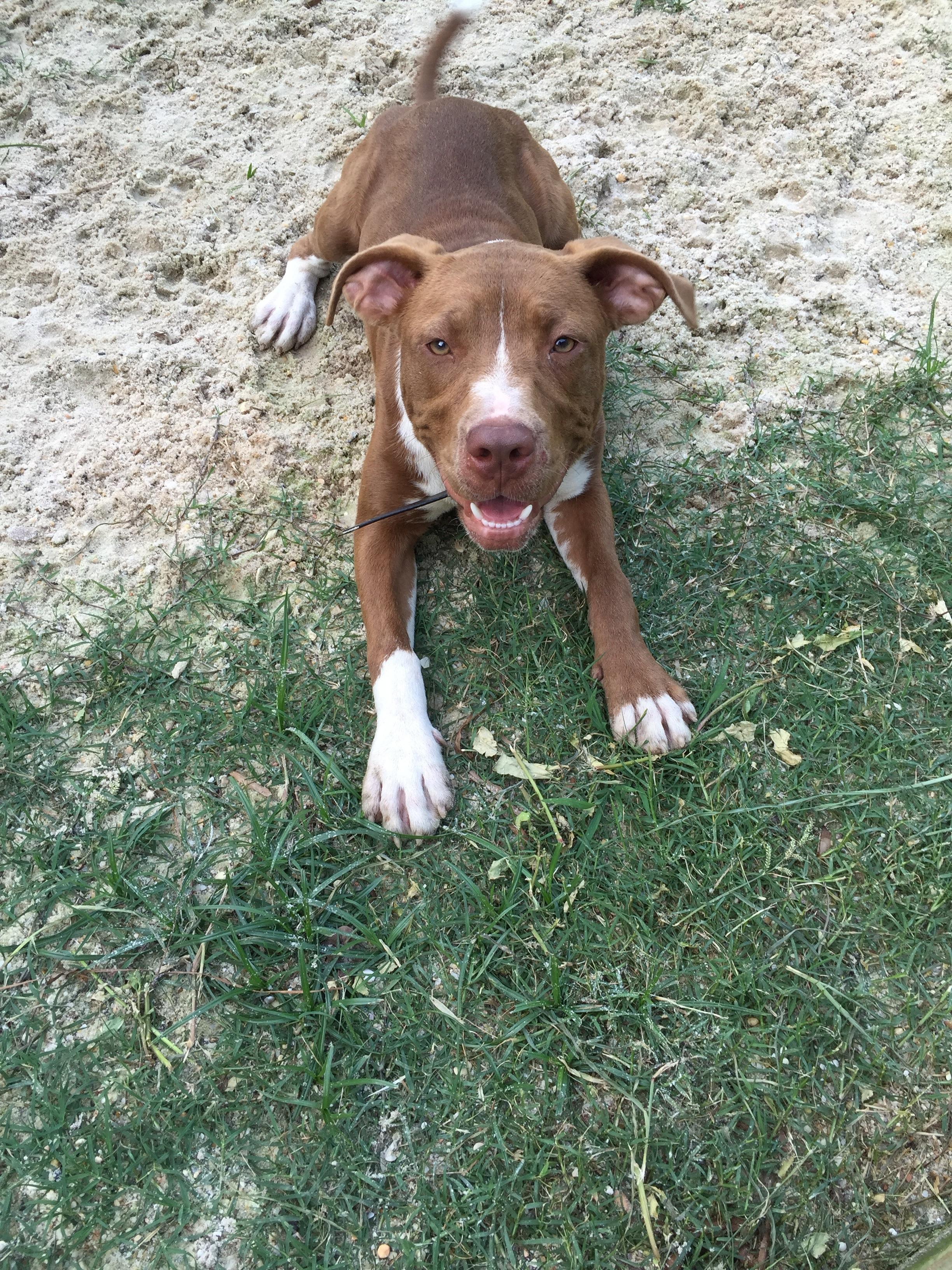 Hershey, an adoptable Labrador Retriever, Staffordshire Bull Terrier in Baton Rouge, LA, 70814 | Photo Image 1