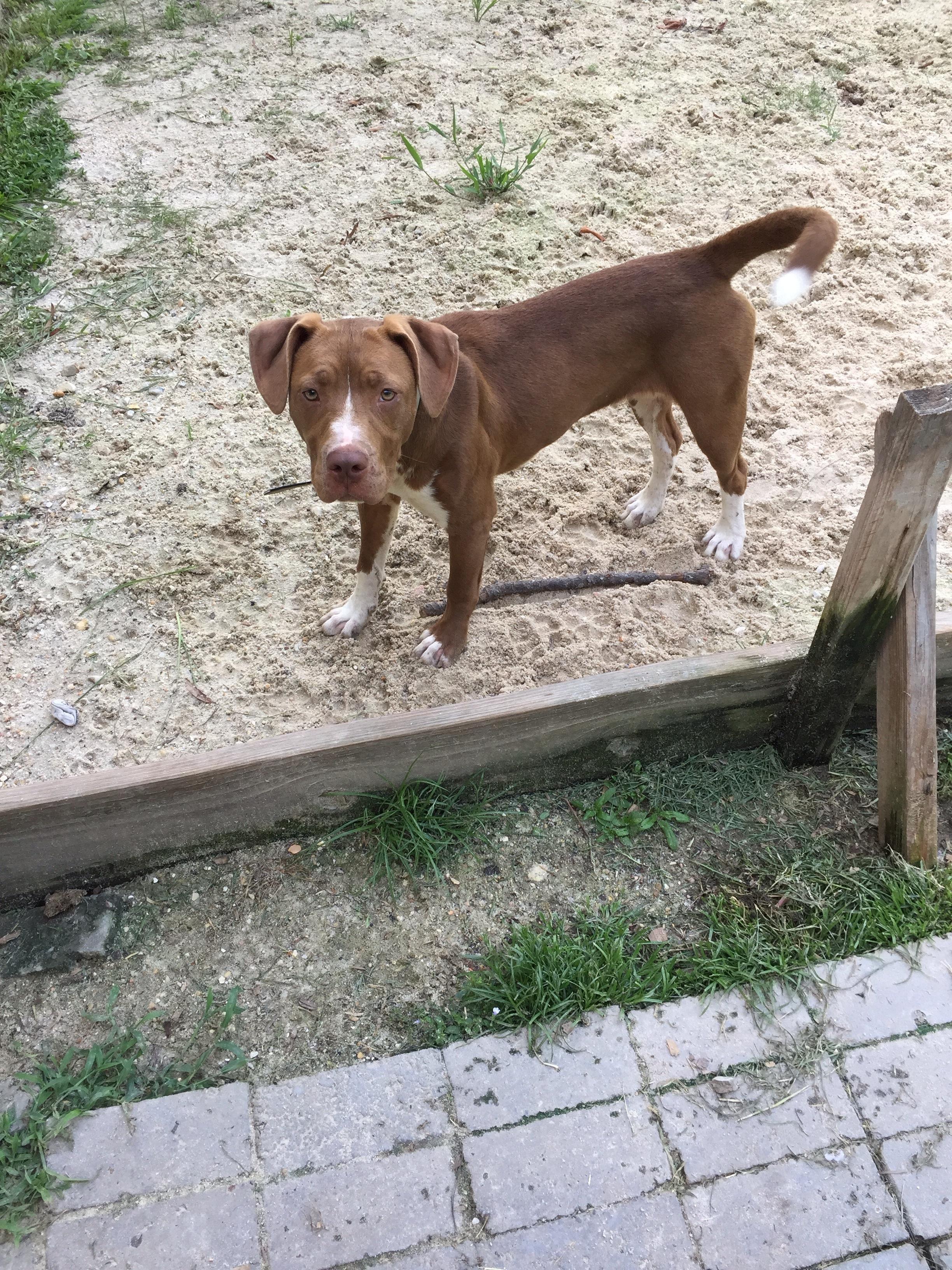 Hershey, a Adoptable mixed breed in Baton Rouge, LA image 3/6