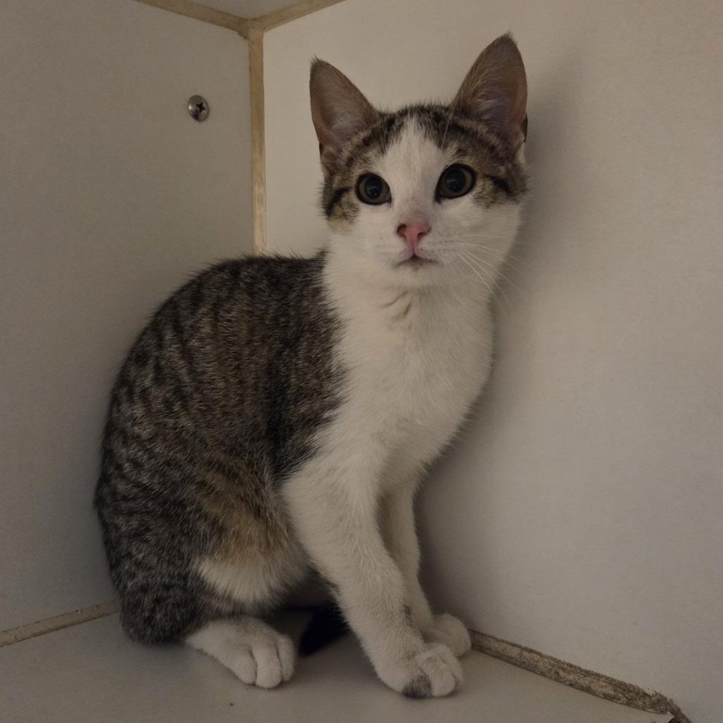 Wilder, Adoptable, Kitten Male Domestic Short Hair.