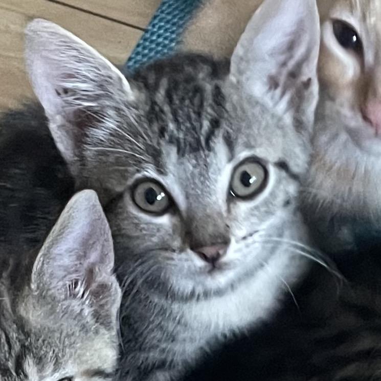 Vera — thumbnail 3