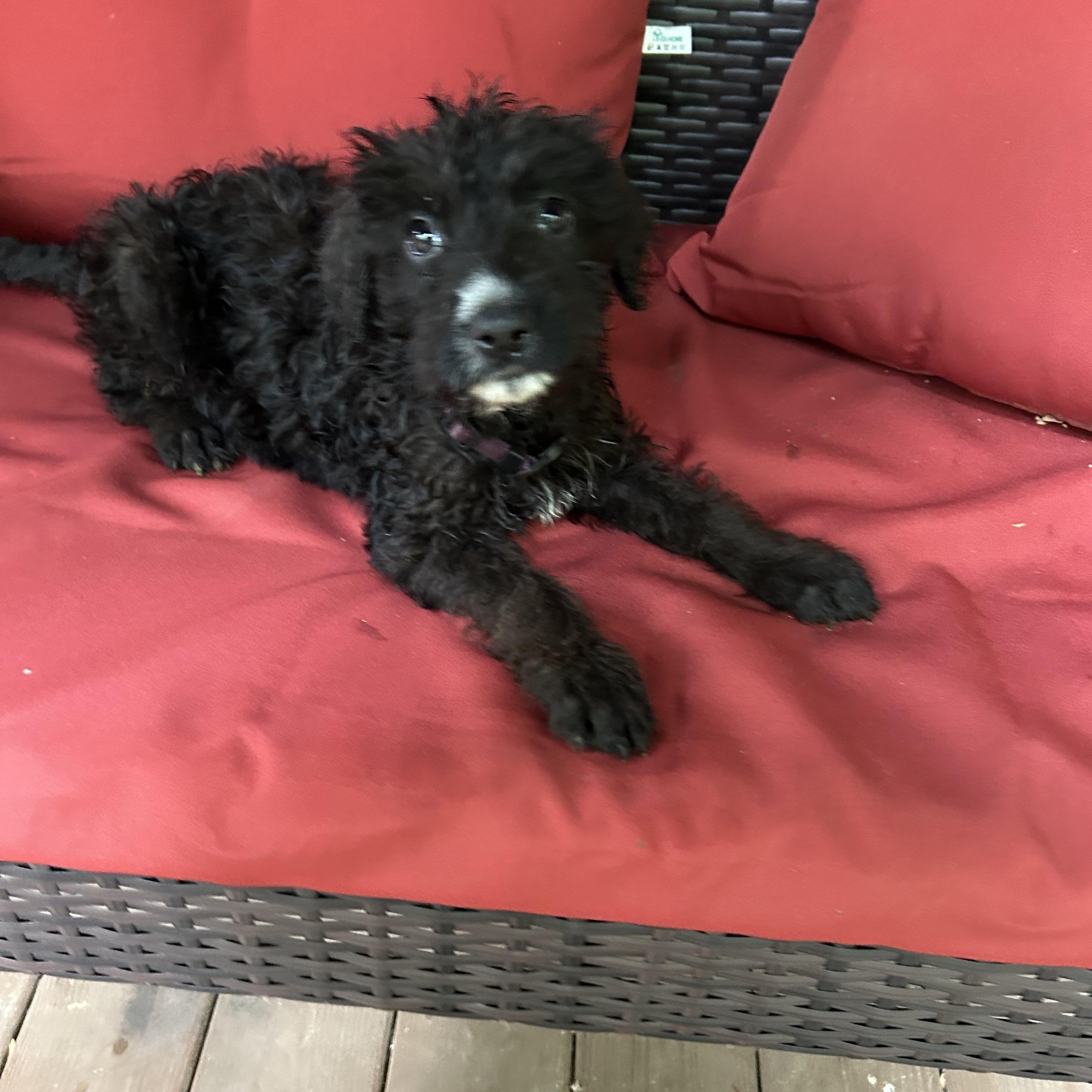 Bonnie, an adopted mixed breed in Kannapolis, NC image 2/3