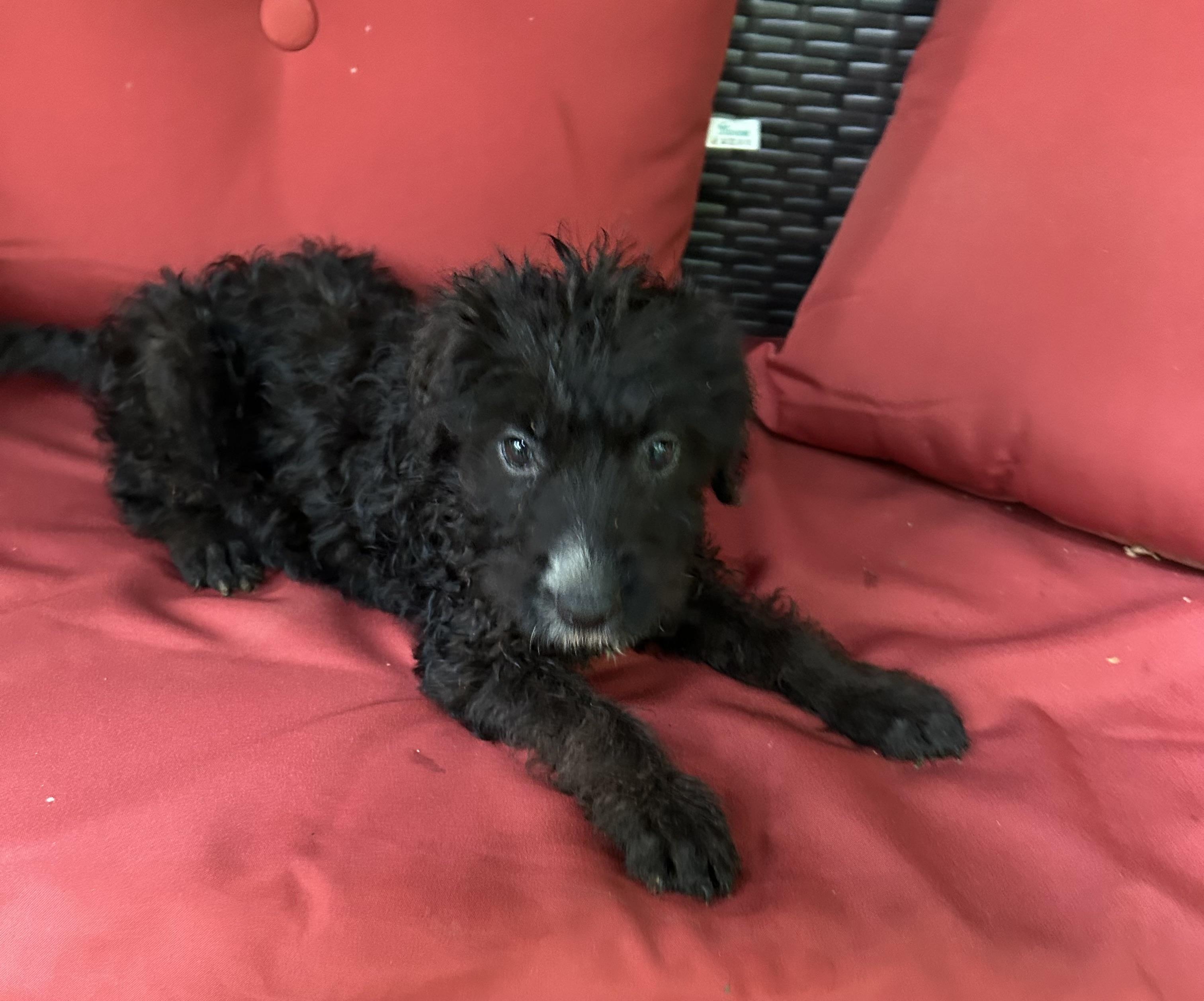 Bonnie, adopted, Puppy Female Goldendoodle & German Shepherd Dog.
