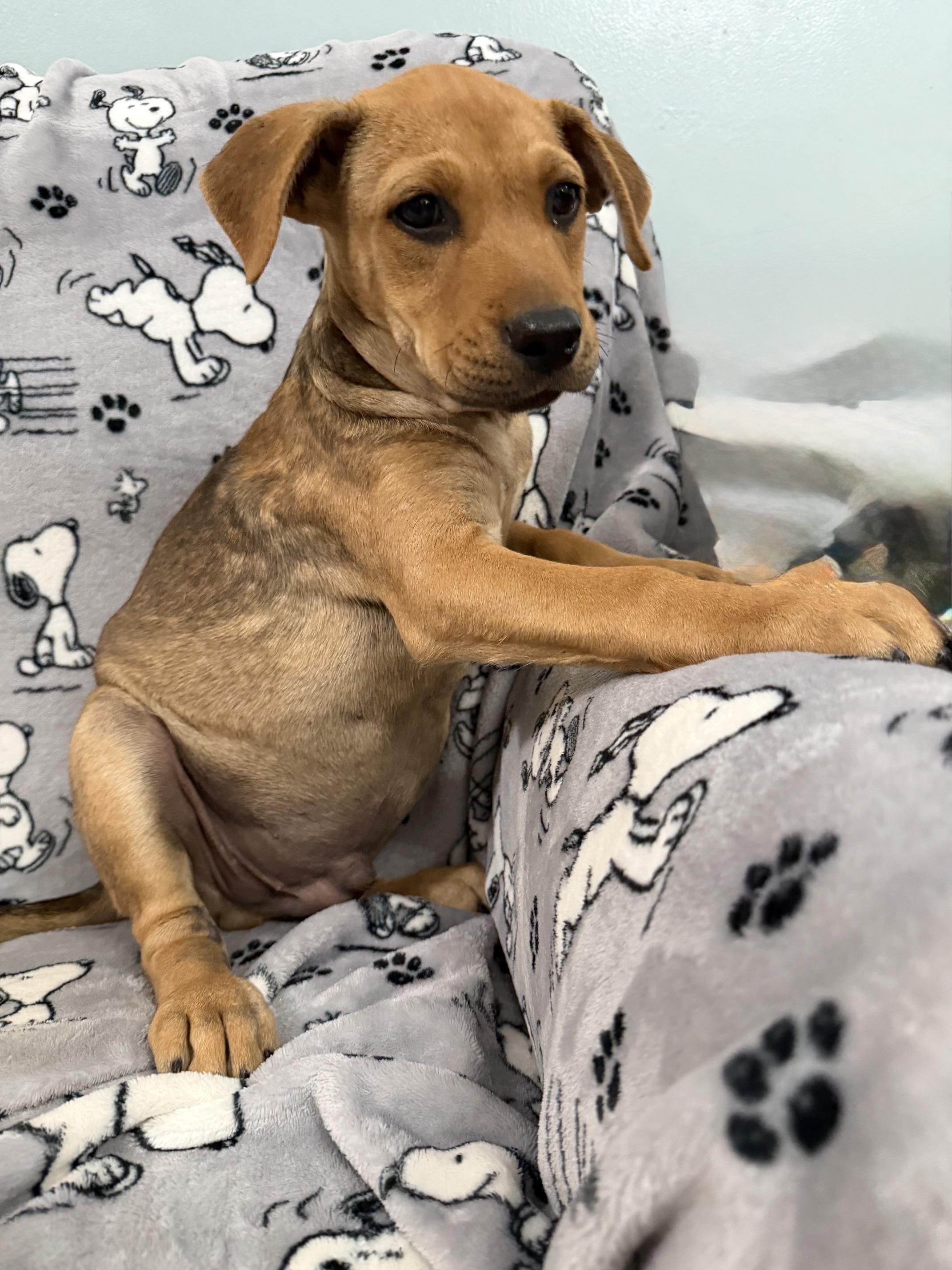 Enlarge Eli Elementary - Local pup, a Adoptable mixed breed in Andover, MA image 3/5
