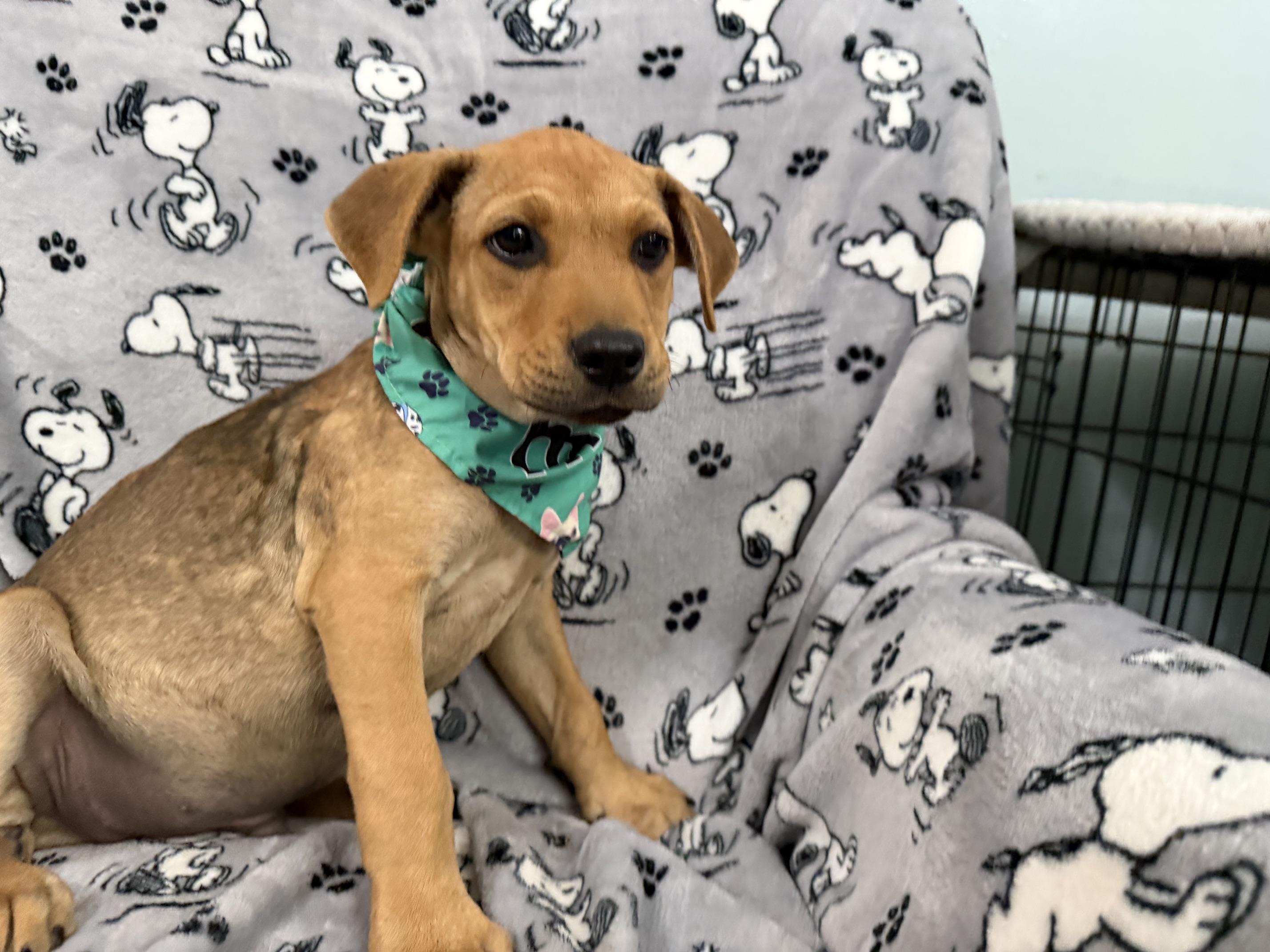 Enlarge Eli Elementary - Local pup, a Adoptable mixed breed in Andover, MA image 2/5