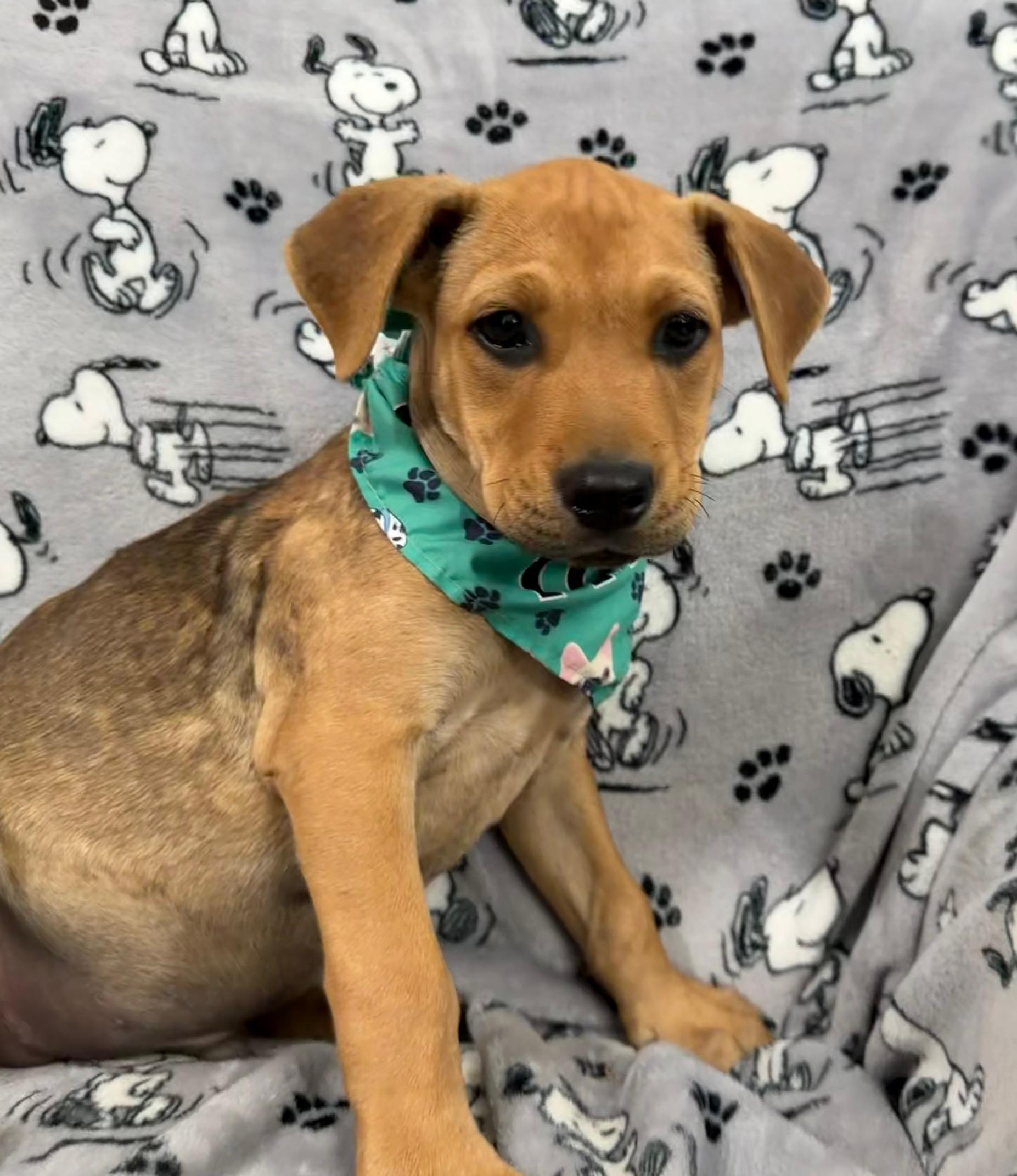 Eli Elementary - Local pup, Adoptable, Puppy Male Weimaraner & Hound.